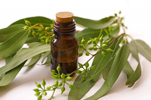 Eucalyptus globulus outlet oil